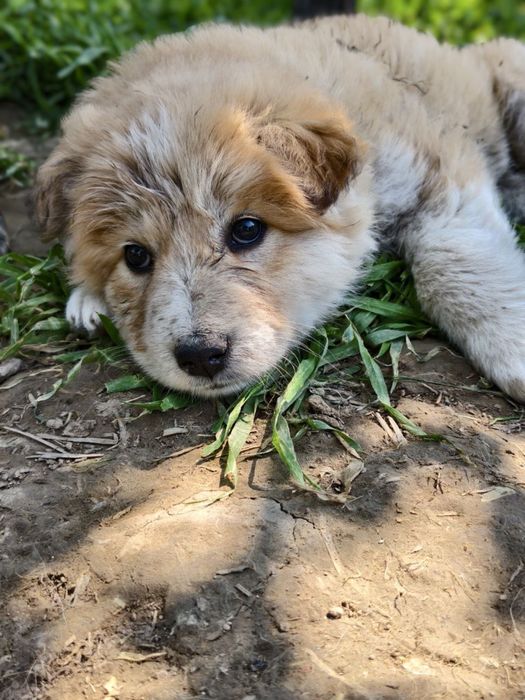 Малыши крепыши лохматенькие