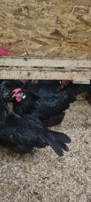 Vând găini italiene negre