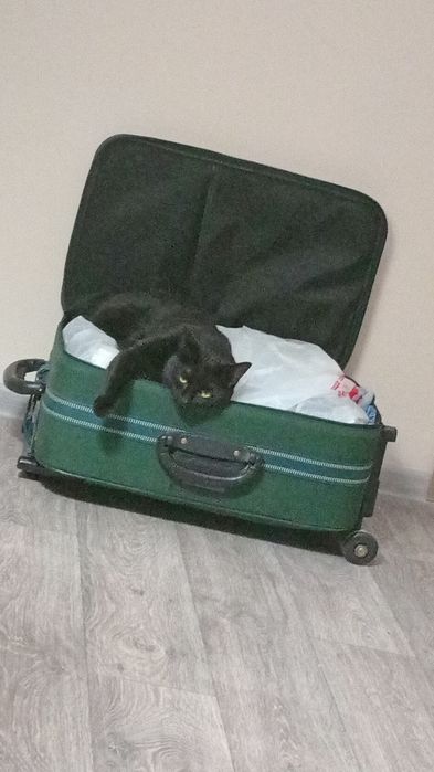 Отдам кошечку с доставкой