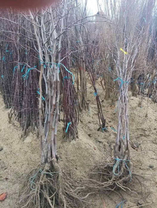 Дръвчета хинап и райска ябълка