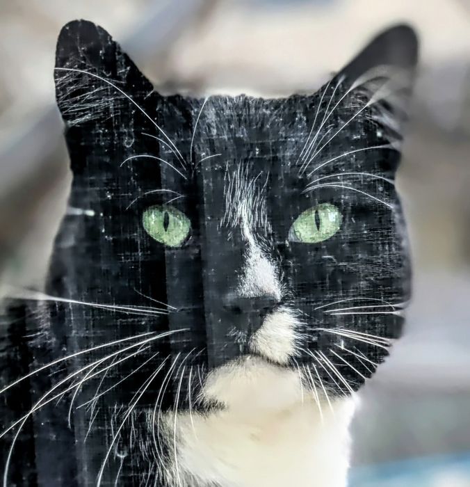 Motan pentru adoptie