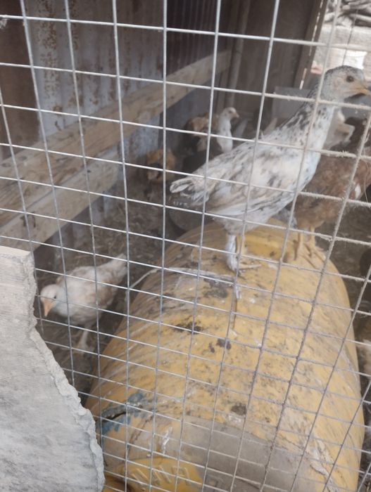 Балапан сатылады