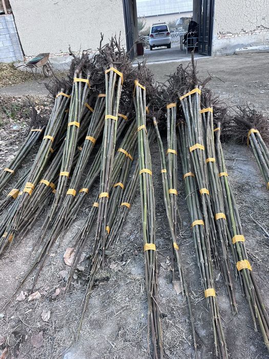 Павловния бор Pavloniya sotiladi