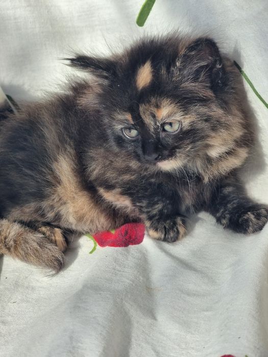 Британские  котята