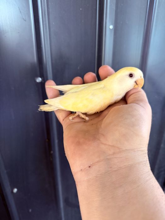 Papagali agapornis puiuti foarte blanzi amorezi agaponis