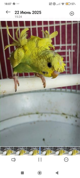 Babichka papugaylar sotiladi manzil Kogon shaxar