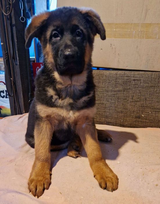 Pui ciobanesc german mascul