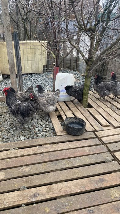 Oua australorp ,marans,motata olandeza si araucana pentru incubat