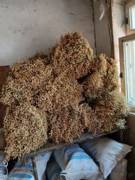 Продаётся гармала