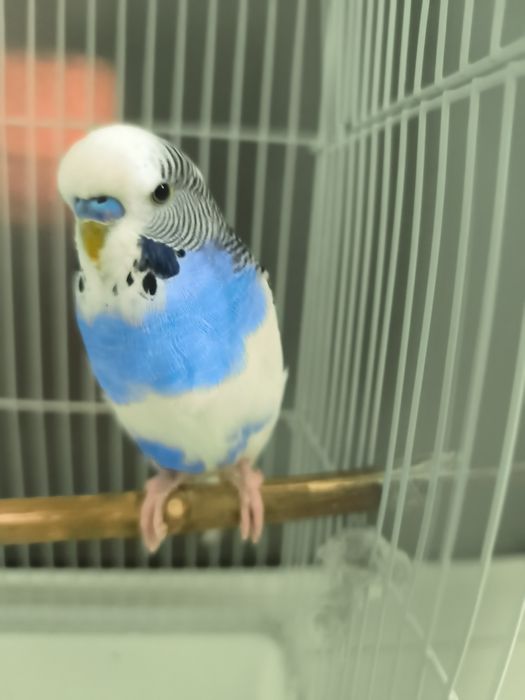 18500 попугаи с клеткой