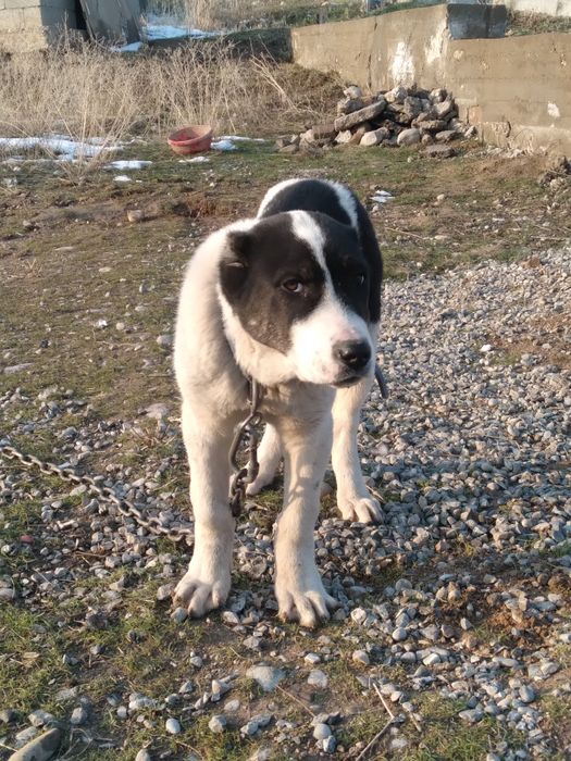 Алабай 3 айлык ургашы