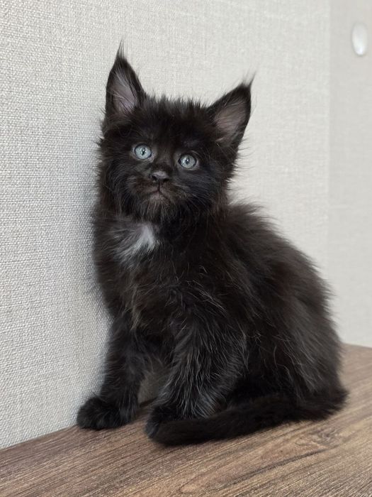 Девочка мейн-кун классик