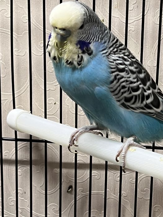 Птенцы попугая Чех