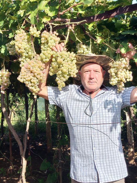 Лозов посадъчен материал