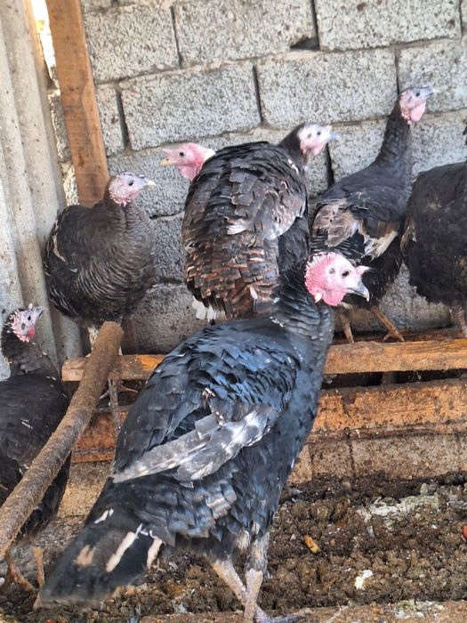 Куркалар сотилади