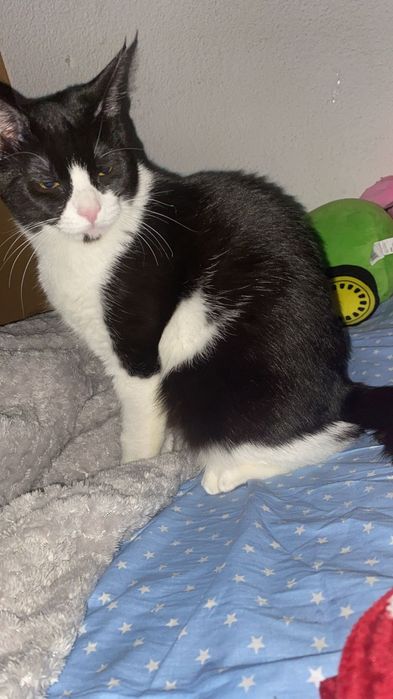 Adoptie pisica aprox 1 an