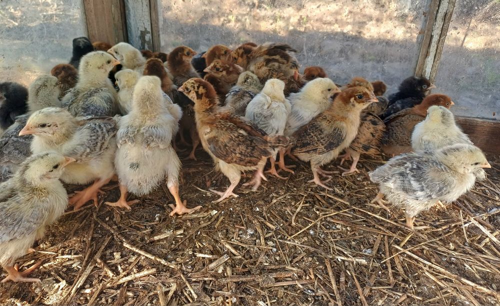 Продам 2-х недельных цыплят