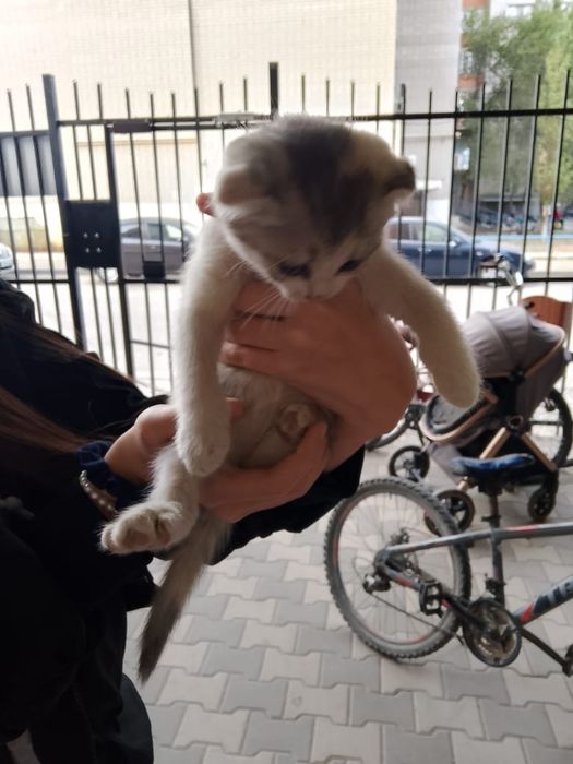 Отдам КОТЯТ в добрые руки!