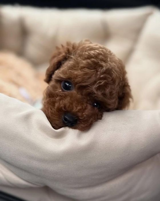 Vand baietel Pudel Toy roscat/ red cu varsta de 8 saptamani