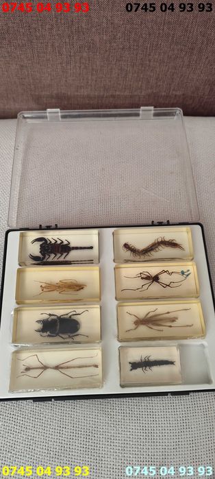 insecte reale in rasina Deagostini pret pe toate plus cutie