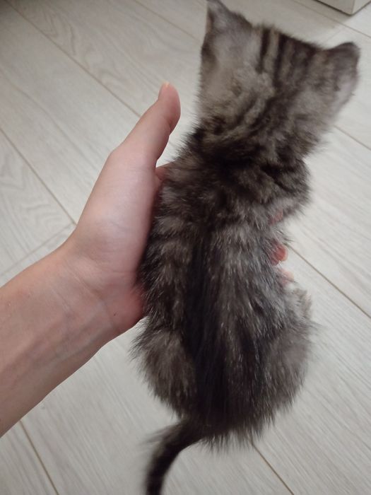 Продаётся шотландский короткошёрстный мальчик