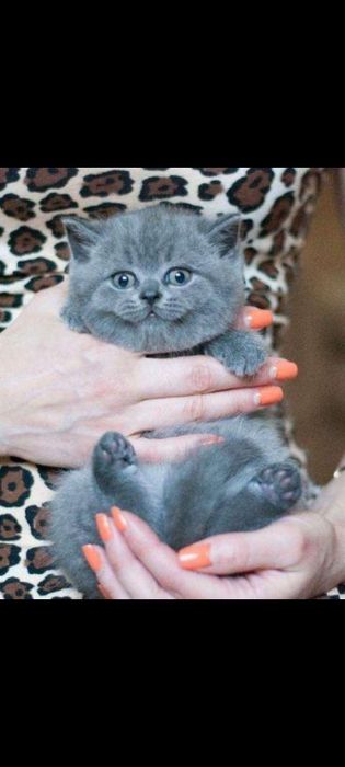 Британские котята