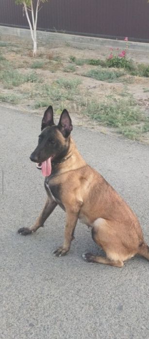 Тозза конли малиня