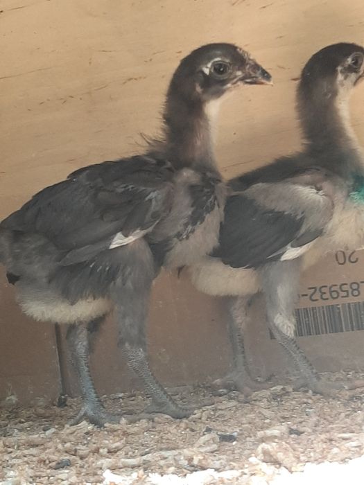 Гигант Кора шахзода тухум ва жужаларига заказ оламиз