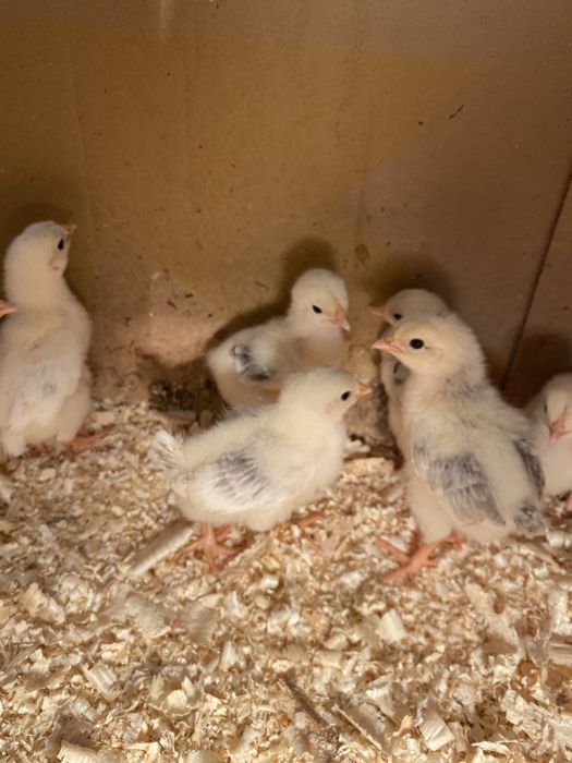 Цыплята породы Адлер.