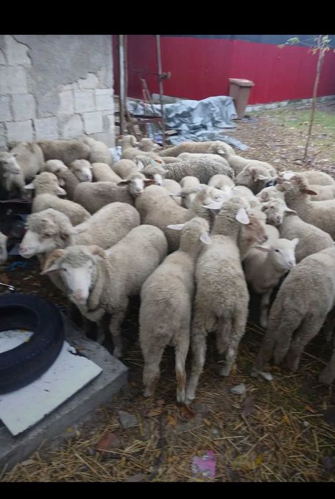 Vand 33 de miei in Râmnicu Sărat