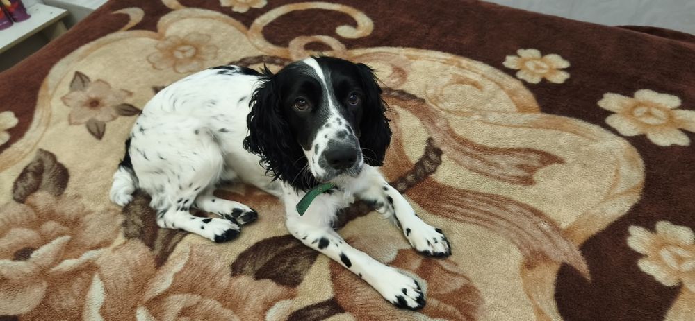 Кобель для вязки