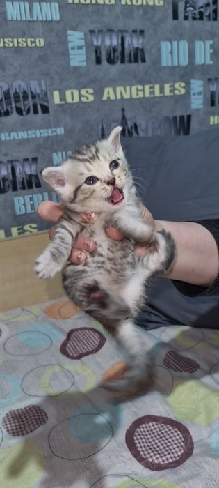 Породистые котята