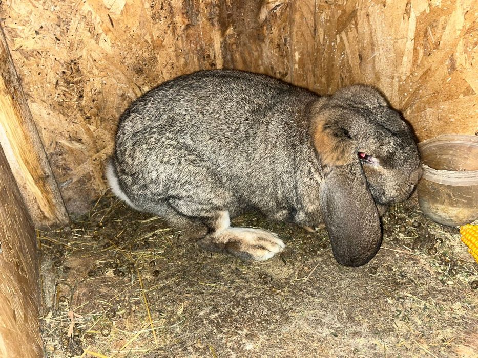 Vând femelă berbec German