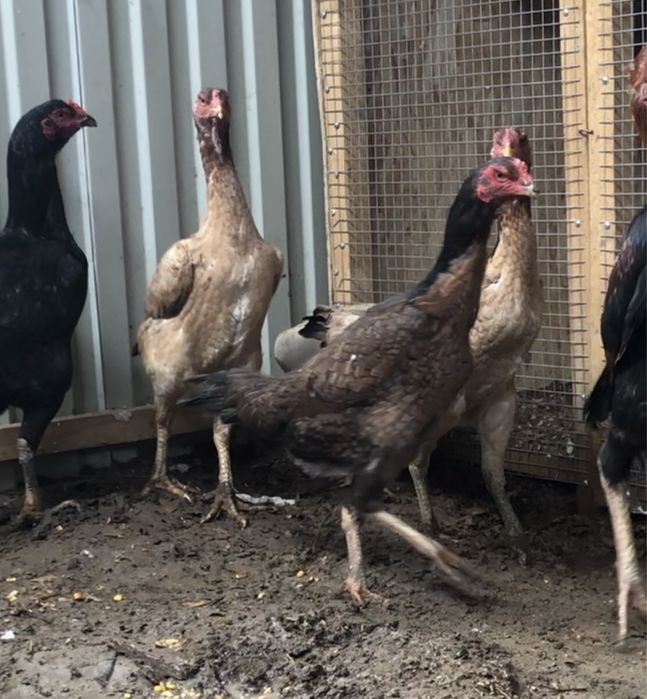 Продается боцовый