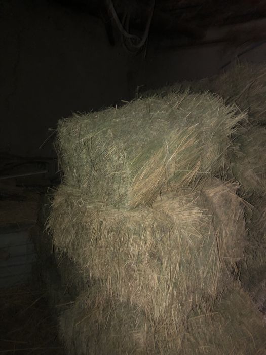 Beda preslar. Ikkinchi õrimdan. Jami 50 ta