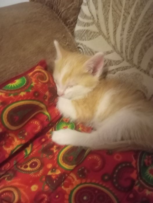 Котёнок марғау еркек