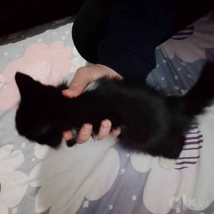 Кошка отдам даром