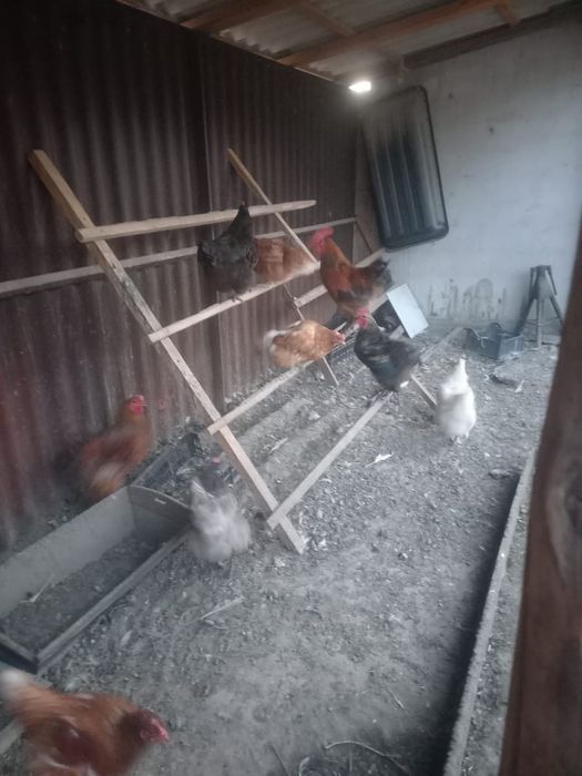 Домашние куры несутся