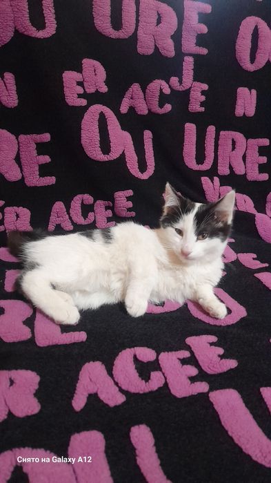 Котенок мальчик.