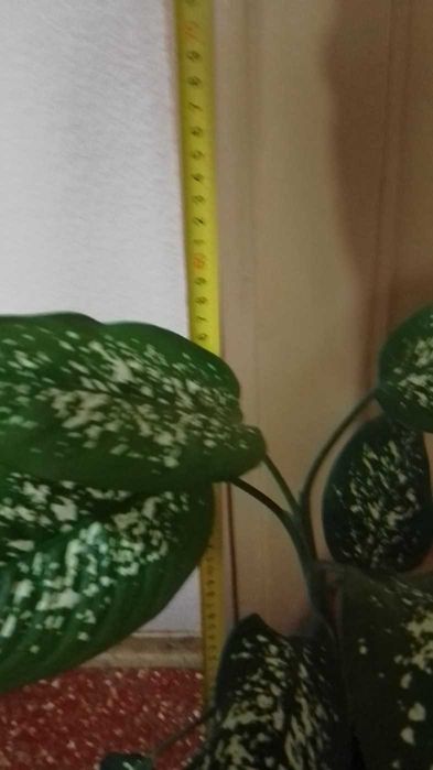 Дифенбахия --Дифенбахия --