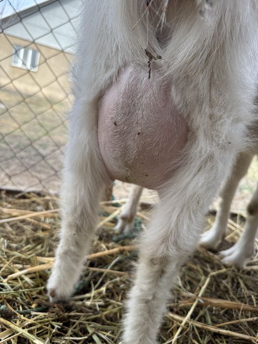 Заненский коза занен ешкі