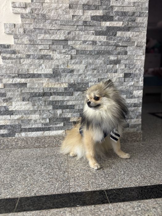Pomeranian cu pedegree