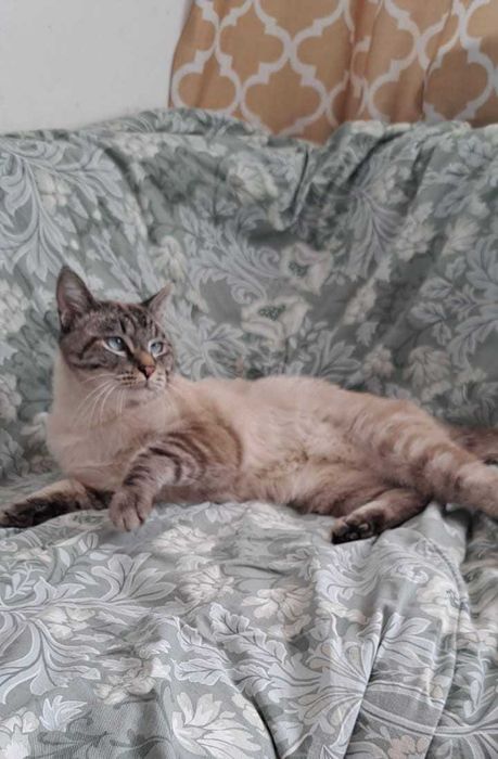 Ласковый котик ищет дом