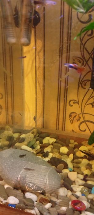 Аквариум 80 литров