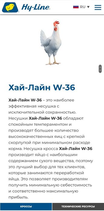 Цыплята 100 % Курочки несушки Хай Лайн соня  и Ломан Сенди Жужалари