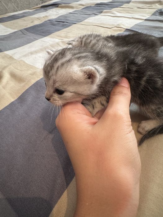 Котята британцы бронь