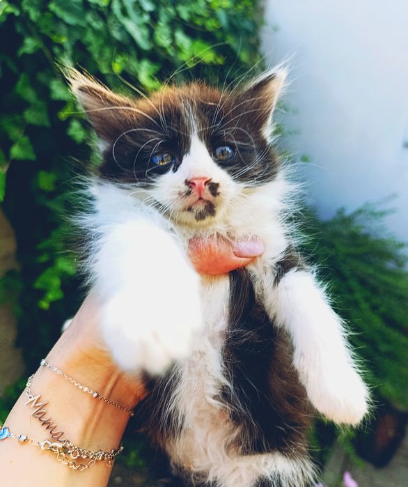 Подарявам малки, пухкави котенца!