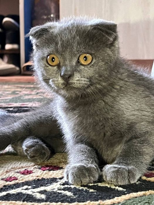 Mushuk scottish fold