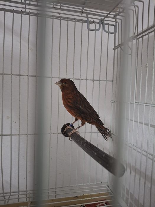 Canari  diferite  culori