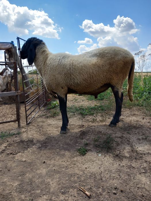 Berbec de 2 ani. De vanzare